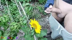 Outdoor guy pollinates a sunflower