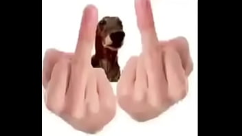 cachorro arrombado