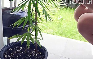 Do not drink Afghan sage tea