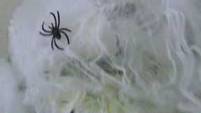 Swallowed 3 spiders bb