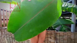 Rural striptease. Country girl dancing in the yard of her house  Rustic striptease with banana leaf