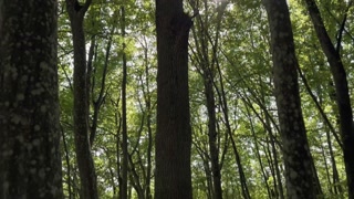 He gives me gum and flowers and asks me for a titty flash but then I pee myself