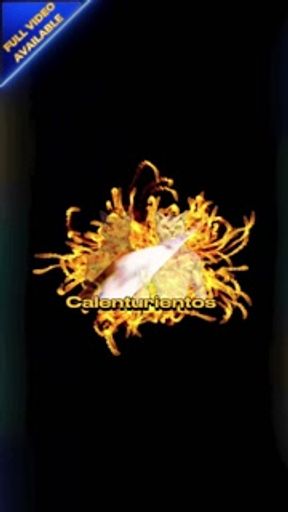 Latino bbc fucks me raw