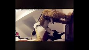 Furry Gay Sex Compilation 2