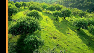 Шаловливые Анжелика Грейс, Лина Люкса, Софи Смайл и Ализ участвуют в групповом сексе на открытом воздухе, где их тугие вагины и анусы жестко трахают.