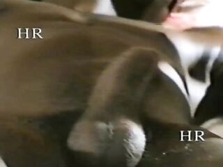 Italian 90s homemade sex For these nostalgic for hirsute vagina #10 - The female neighbor!