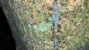 Cumshot on a Tree and Close up Look on My Fresh Load