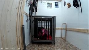 Tamina in artgerechter K&auml_fighaltung