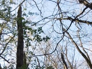 cadenas testicule nue devant le educate