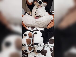 play with @AngryBarks Dogs must be !