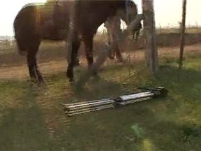 Latino cowboy takes it up the ass - Latin-Hot
