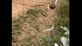 Indian Randi sex in jungle (Forest) new video 2024