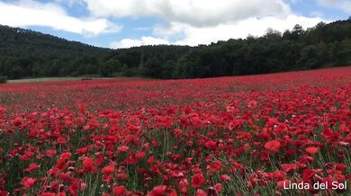Masturbation between poppies