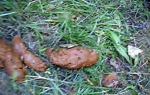 Outdoor pissen , kacken , wixen