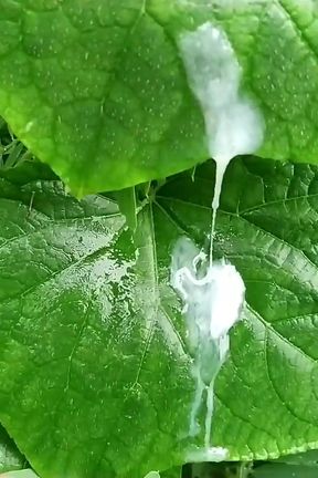 Solo Male Masturbation in Outdoor_indian Desimast