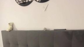 Member Video @RiyaMaa @Sextoys & #Brunette #Big Ass #Solo #Naked film nsfw xxx | Tik.Porn