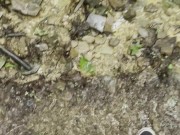 Stoner Guy with Tiny Dick Pissing Outdoors [POV]