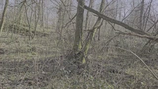 I fuck a stranger exhibitionist in the forest