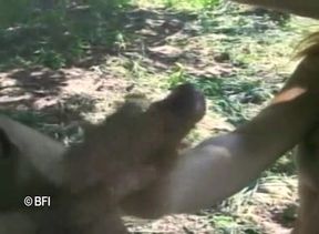 Brasil trans passion 9