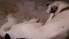 Meme video