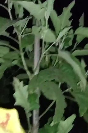 Outdoor My Desi Wife Sex