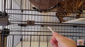 Furry babe licks cock and swallows creampie
