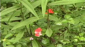 Little Anal Cream Puffs 03 Part 5 - Creamy Desire