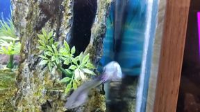 Stepdaddy's Stepson Masturbates His Big Fat Cock in Front of His Precious Aquarium!