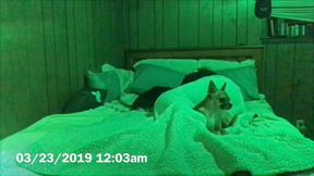 Night vision video