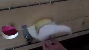 Norwegianbear - The First Movie