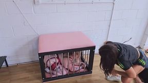Pet training and farting