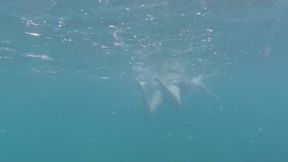 Blue water &mdash;  black swimsuit &mdash;  beautiful legs