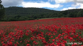 Masturbation between poppies