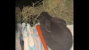 Welcome our new Flemish bbit- Fnk Sinat.