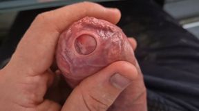 Big Uncut Daddy.. Tight Phimosis Foreskin Play, Precum Flood, and Cumplay