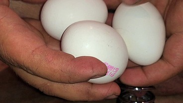 solobdsmman 30 eggs insertion