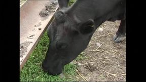 Wild Pussy Riders Love Rough Cock Fucking Until They Can’t Take More