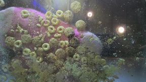 Chrissy underglass cereal crush in socks