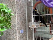 A talking bird in Vietnam. Saigon