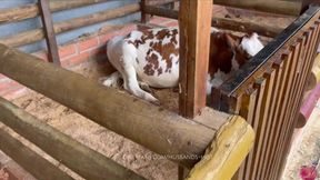 visito una granja &mdash;  y consigo una morena sexi para follar