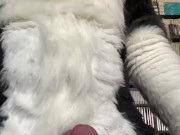 Eclipse Husky Jerk Off and Cumshot