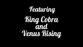 now i know why they call you the king: venus rising gets bbc training from king cobra