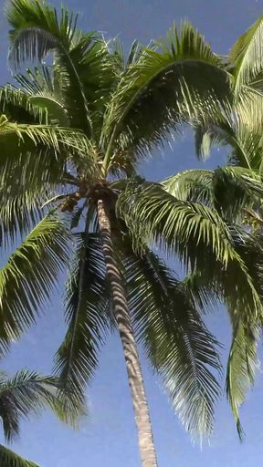 Vacation Fling, They Fuck Everywhere