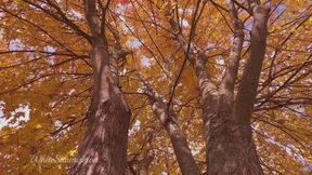 BNWO Natural Affirmations - ASMR (3) (Repeated & Extended)