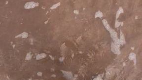 Beach trip for daisy DC sneakers