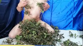 Naked man stimulating nipples and penis with holly leaves