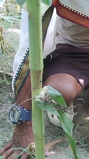Indian Jungle Transgender Shakes Alone