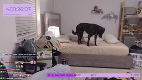 Live na intimidade