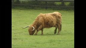 Wild Pussy Riders Love Rough Cock Fucking Until They Can&#039;t Take More