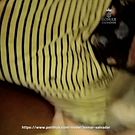 From Supervisor to Sucker – Pinoy Worker Fantasy